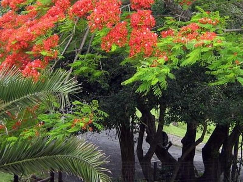 Coral Tree Colony Bed & Breakfast Bed & Breakfast Southbroom Exterior photo